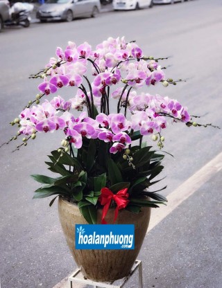 Orchid Binh Duong